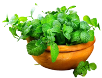 Menthol